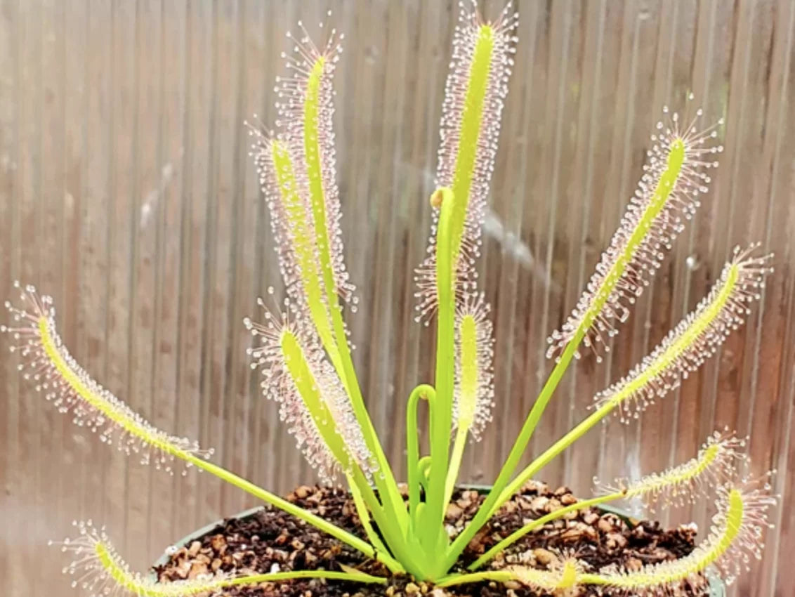 Drosera Hvit