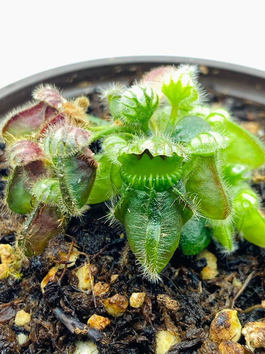 Cephalotus2