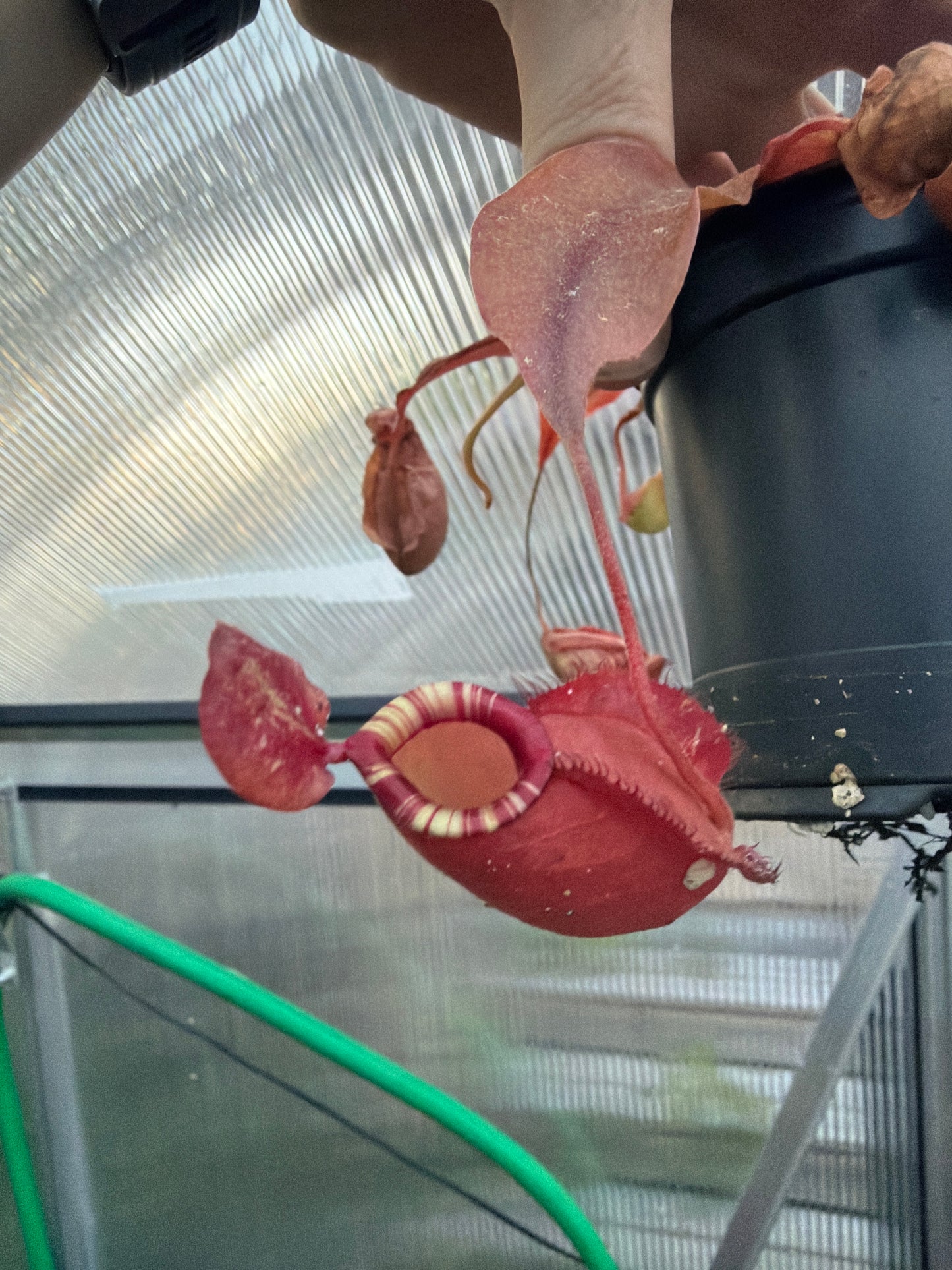Nepenthes (Mirabilis Winged Tendril X Mirabilis Viking) X Ampullaria
