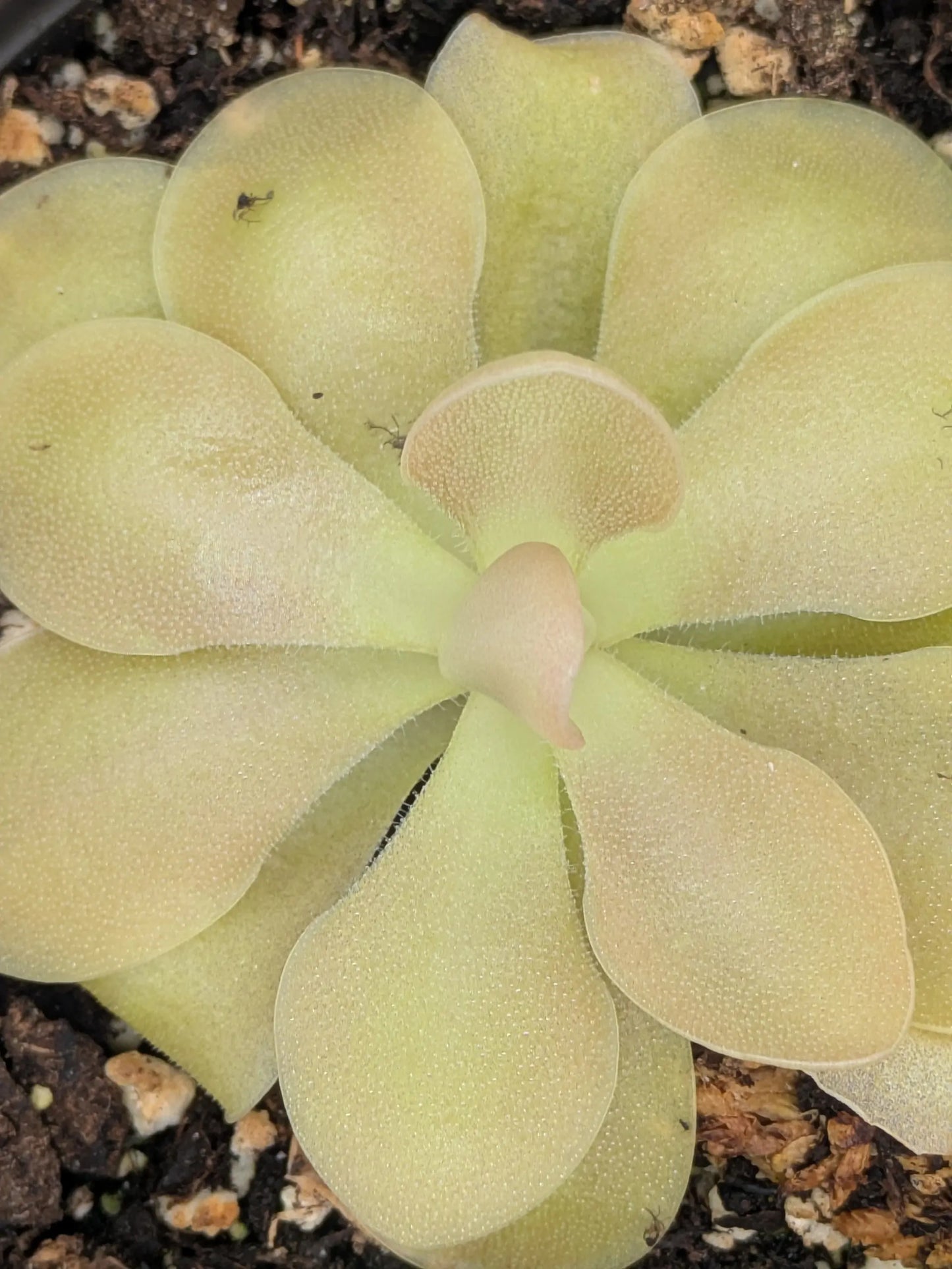 PXL_20250412_201711833