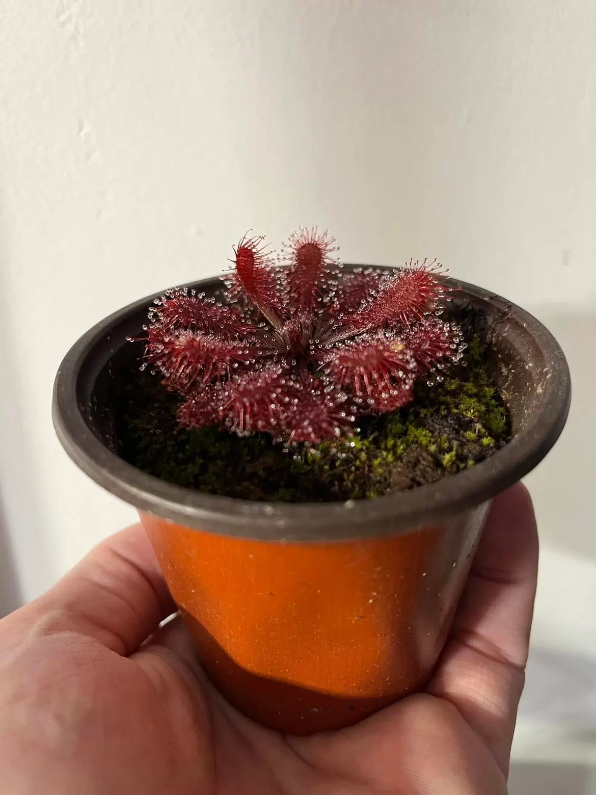 340105929_971087344240494_7197379897200016296_n