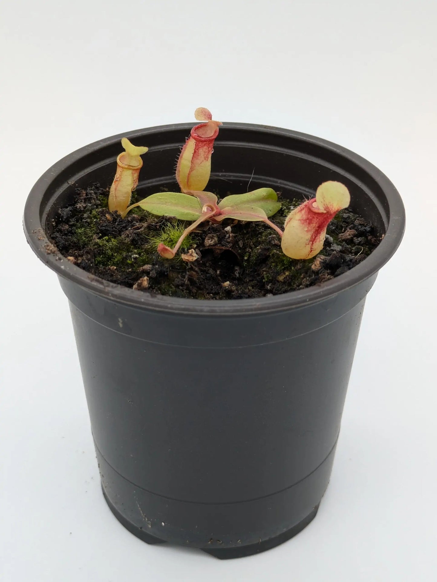 Nepenthes Gaya
