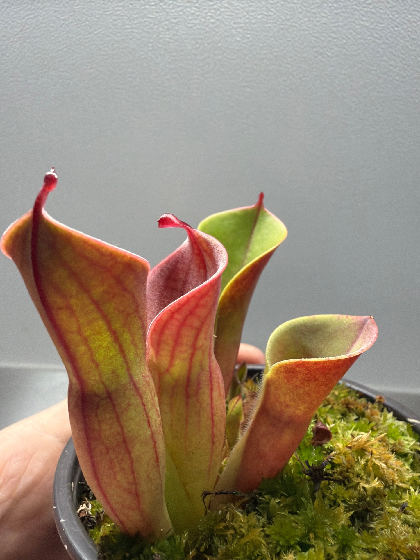 Heliamphora Minor