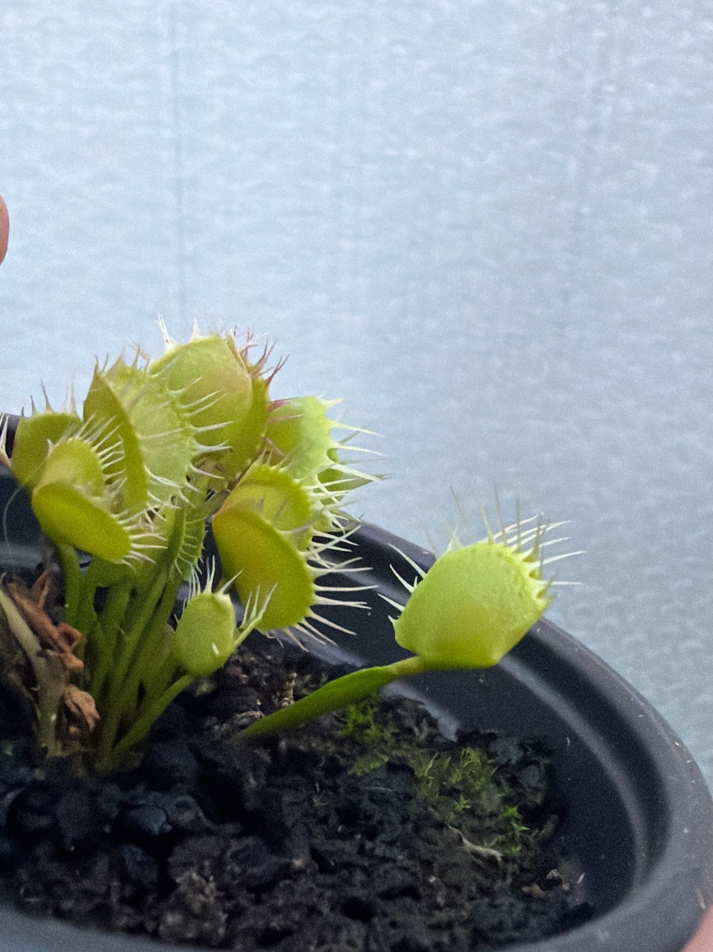 Dionaea Muscipula ‘Cross Teeth’