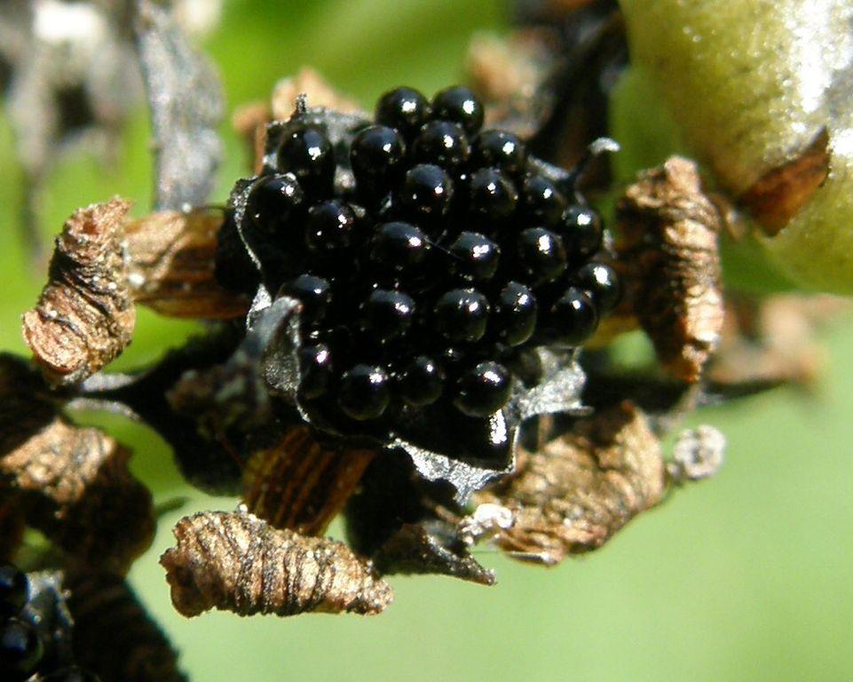 Frø – Rovplanter