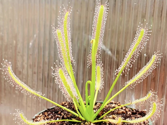 Drosera Hvit