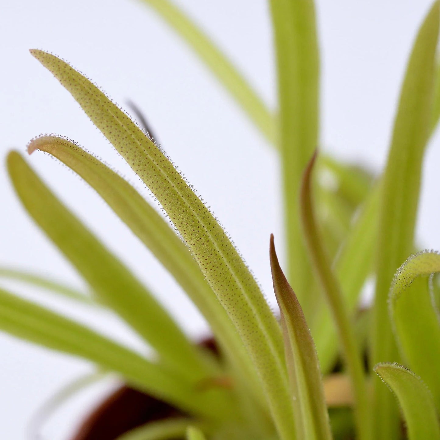 Pinguicula-calderoniae-DSC_0598