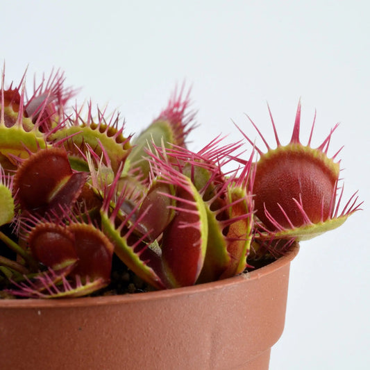 Dionaea-muscipula-Cross-Teeth-DSC_0659-e1696838119232