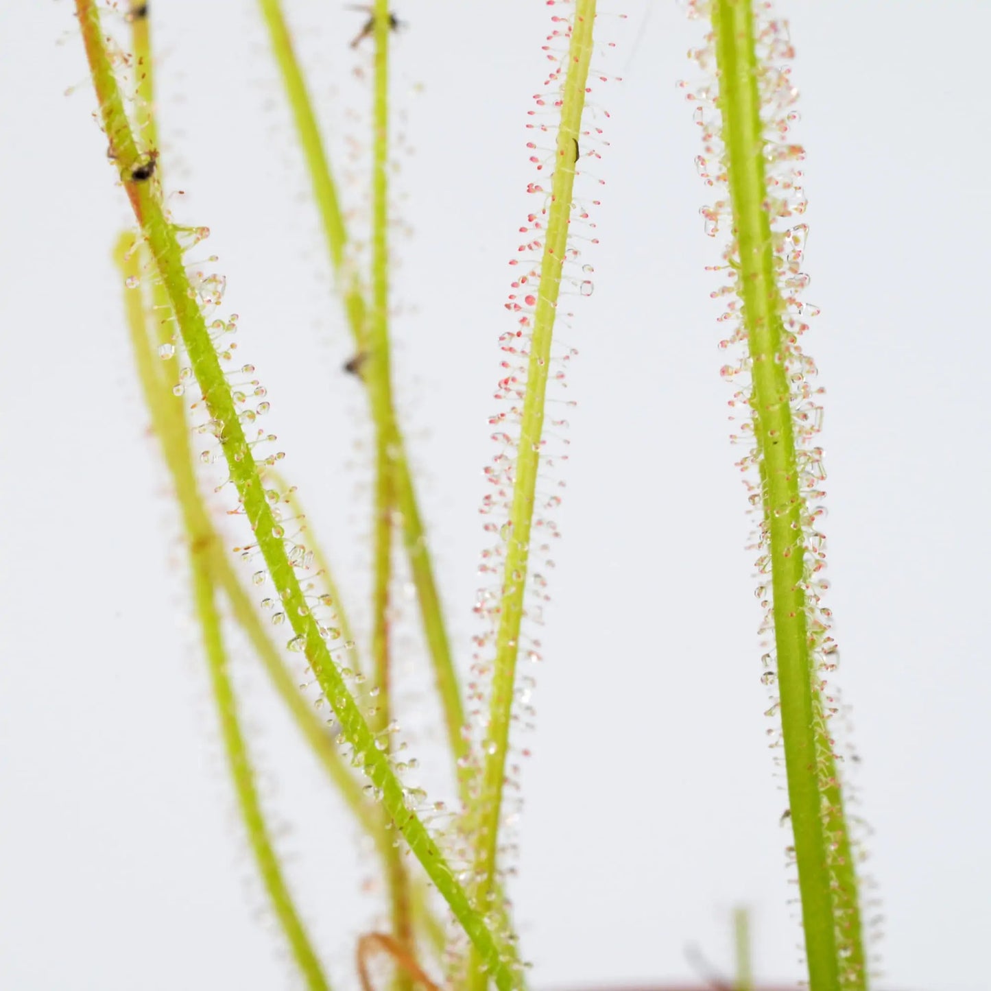Drosera-filiformis-var.-gigantea-DSC_0893