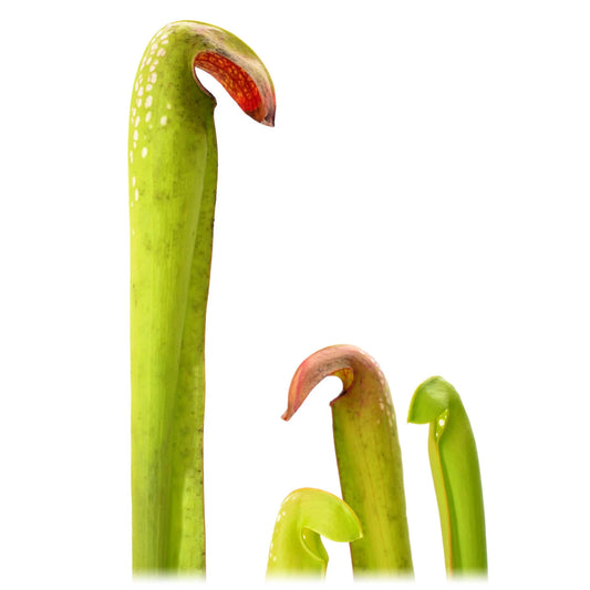 Sarracenia-minor-okefenokeensis-DSC_0135