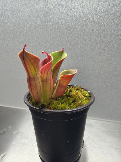 Heliamphora Minor
