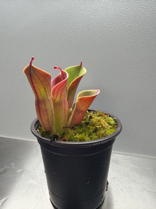 Heliamphora Minor