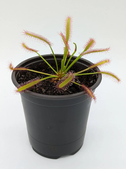 PXL_20250412_203409294