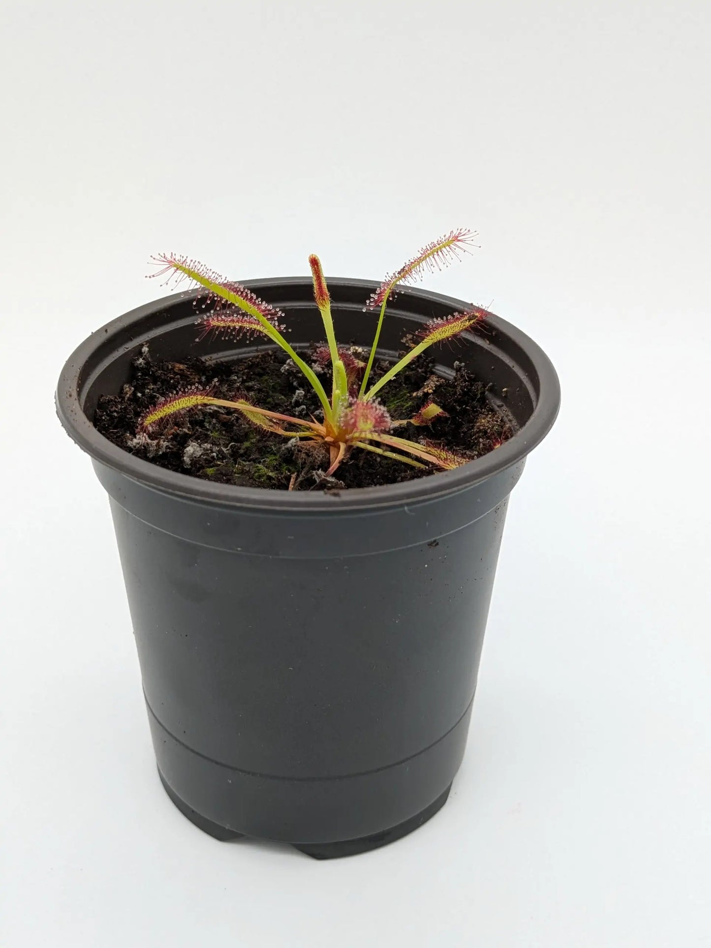 Drosera Capensis