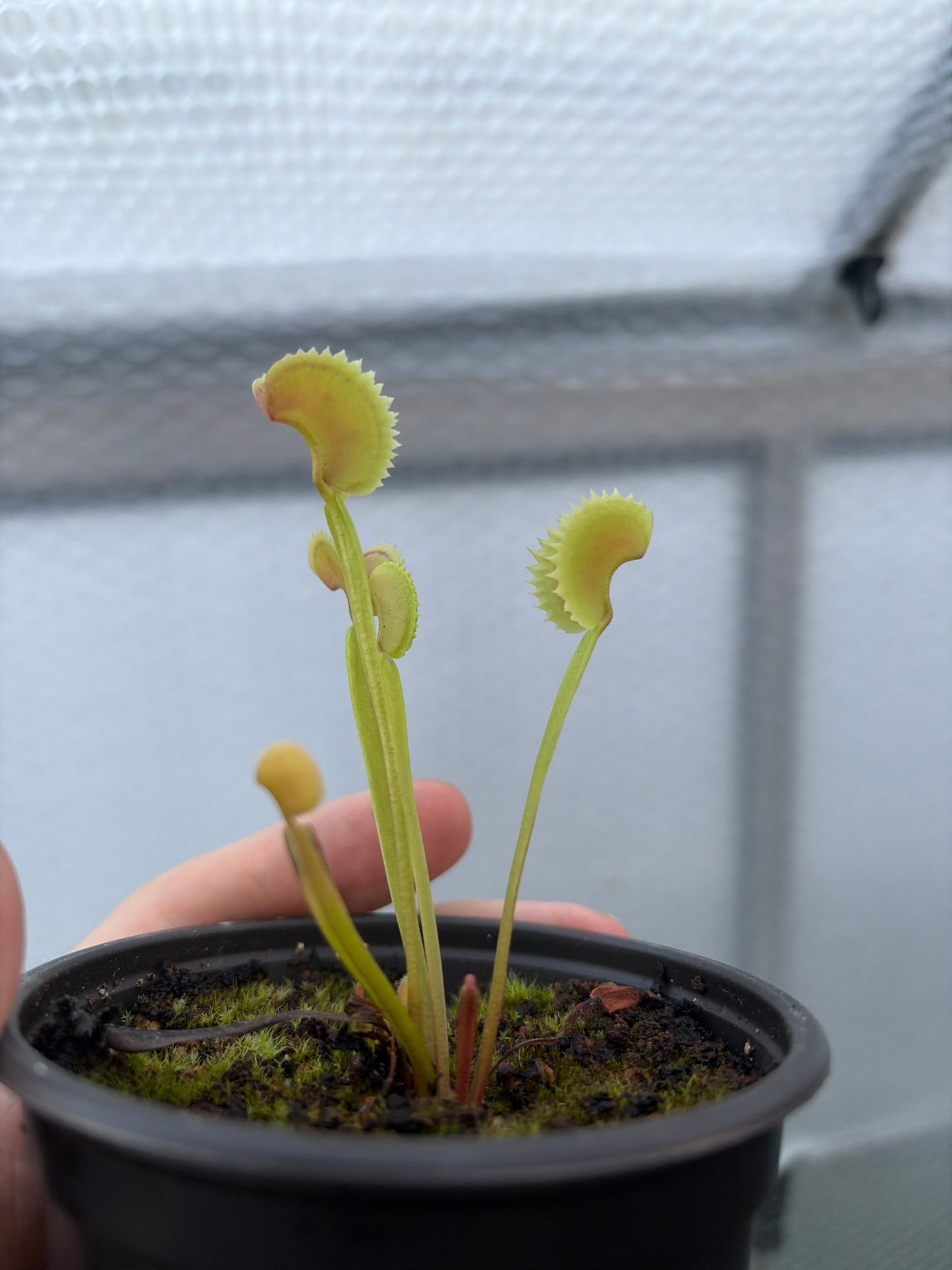 Venus Flytrap Shark Teeth!