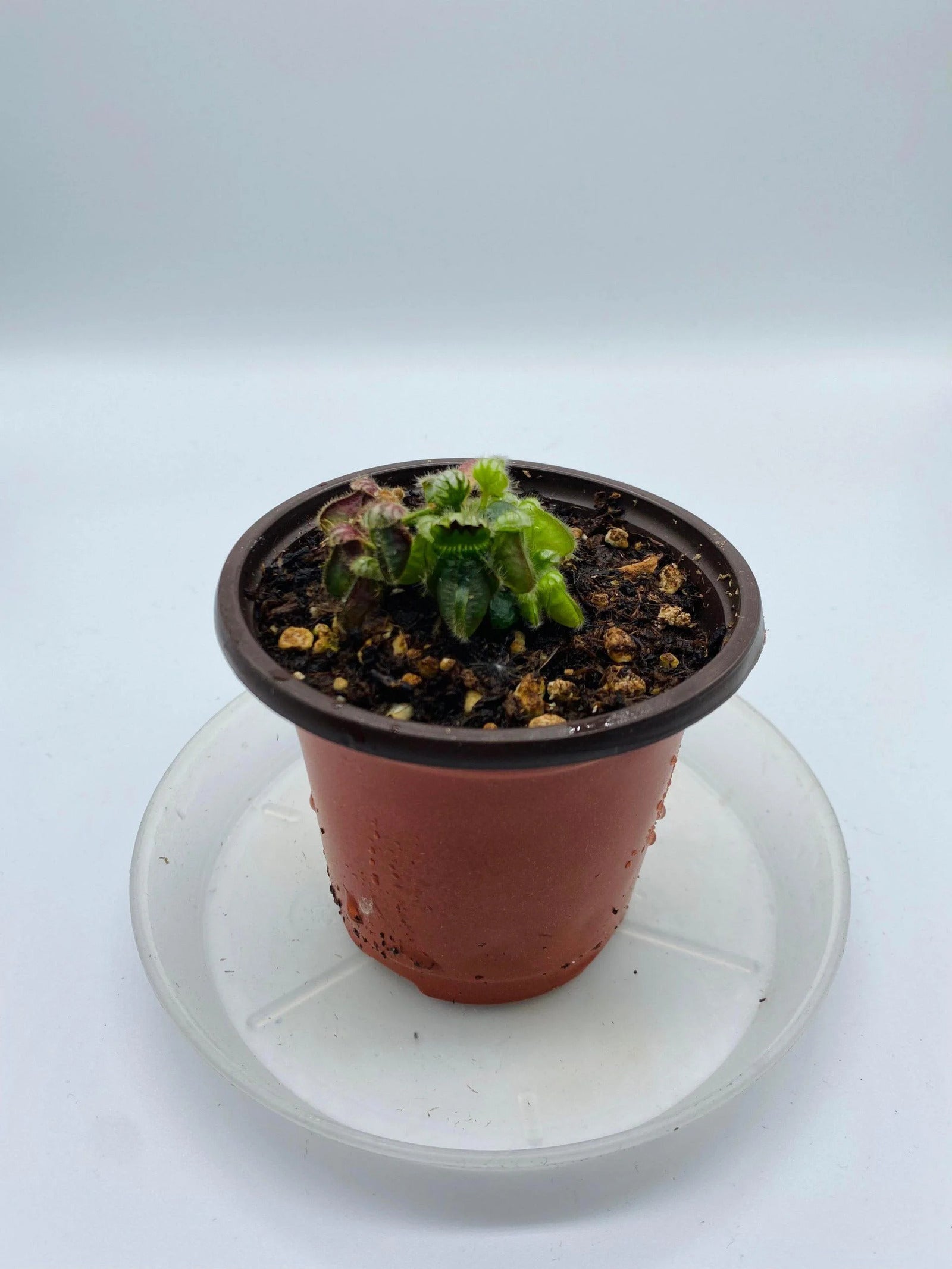 Cephalotus