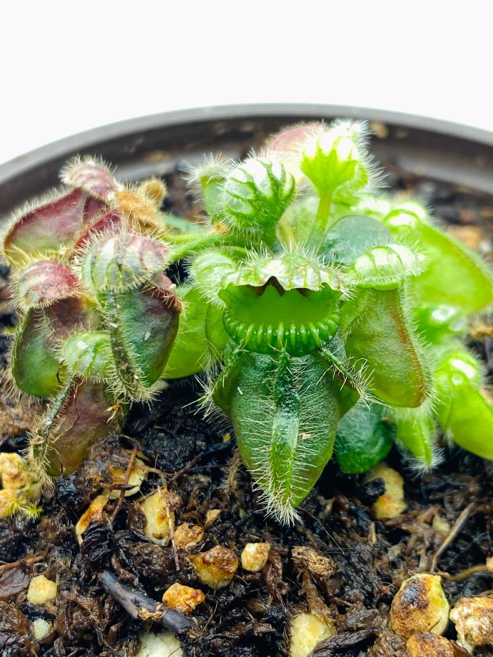 Cephalotus2