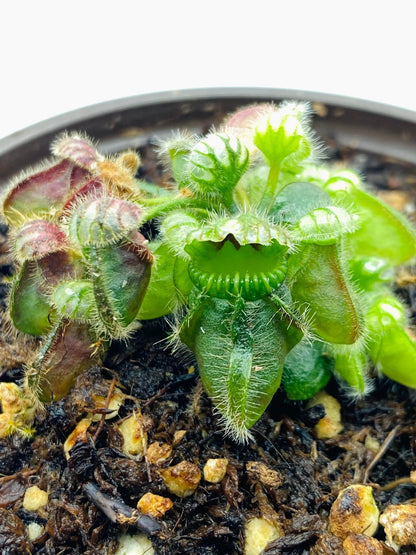 Cephalotus2
