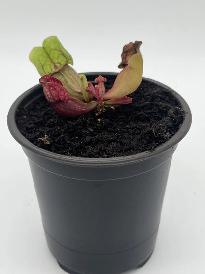 Sarracenia Purpurea