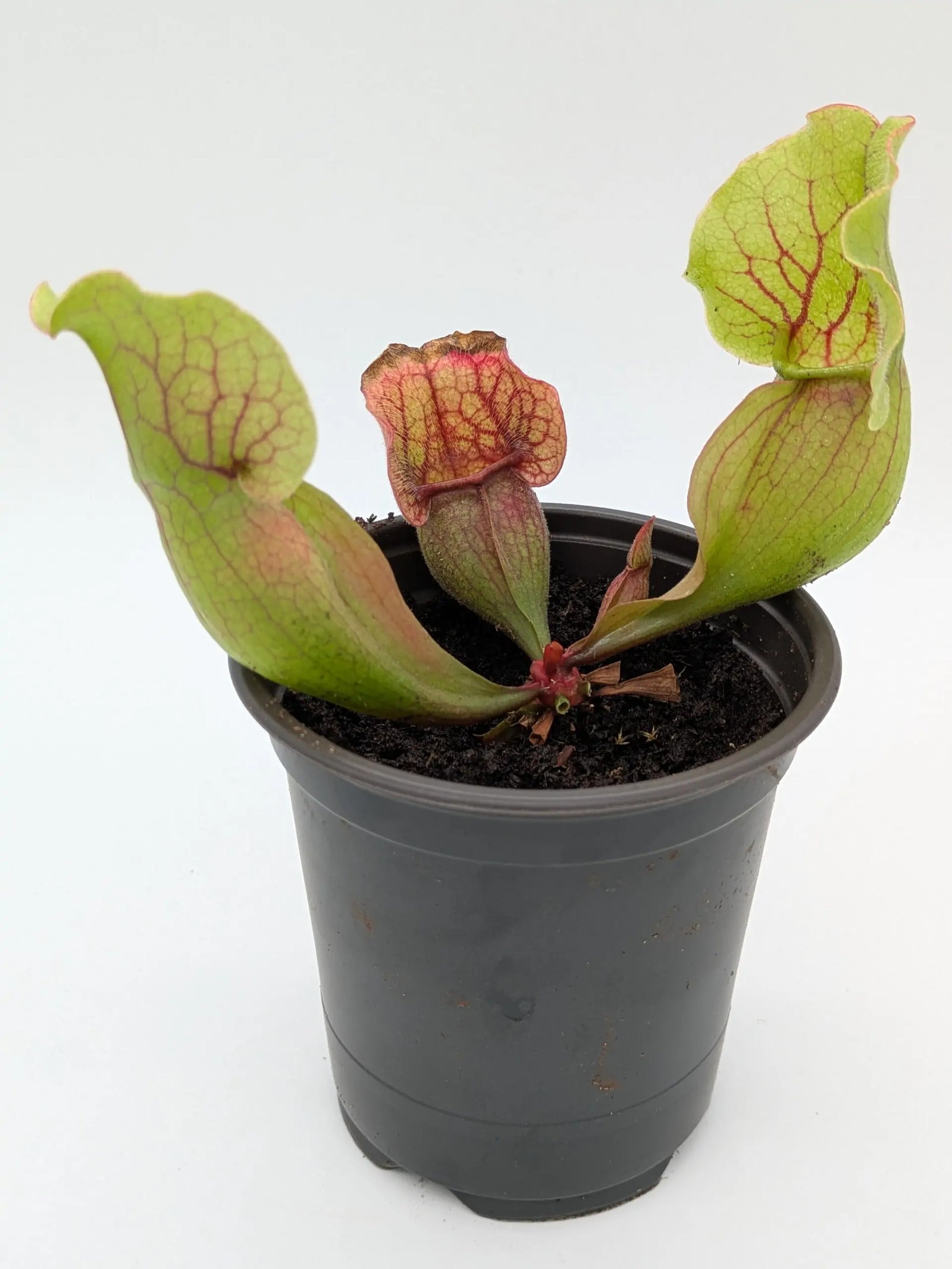 PXL_20250412_203138677