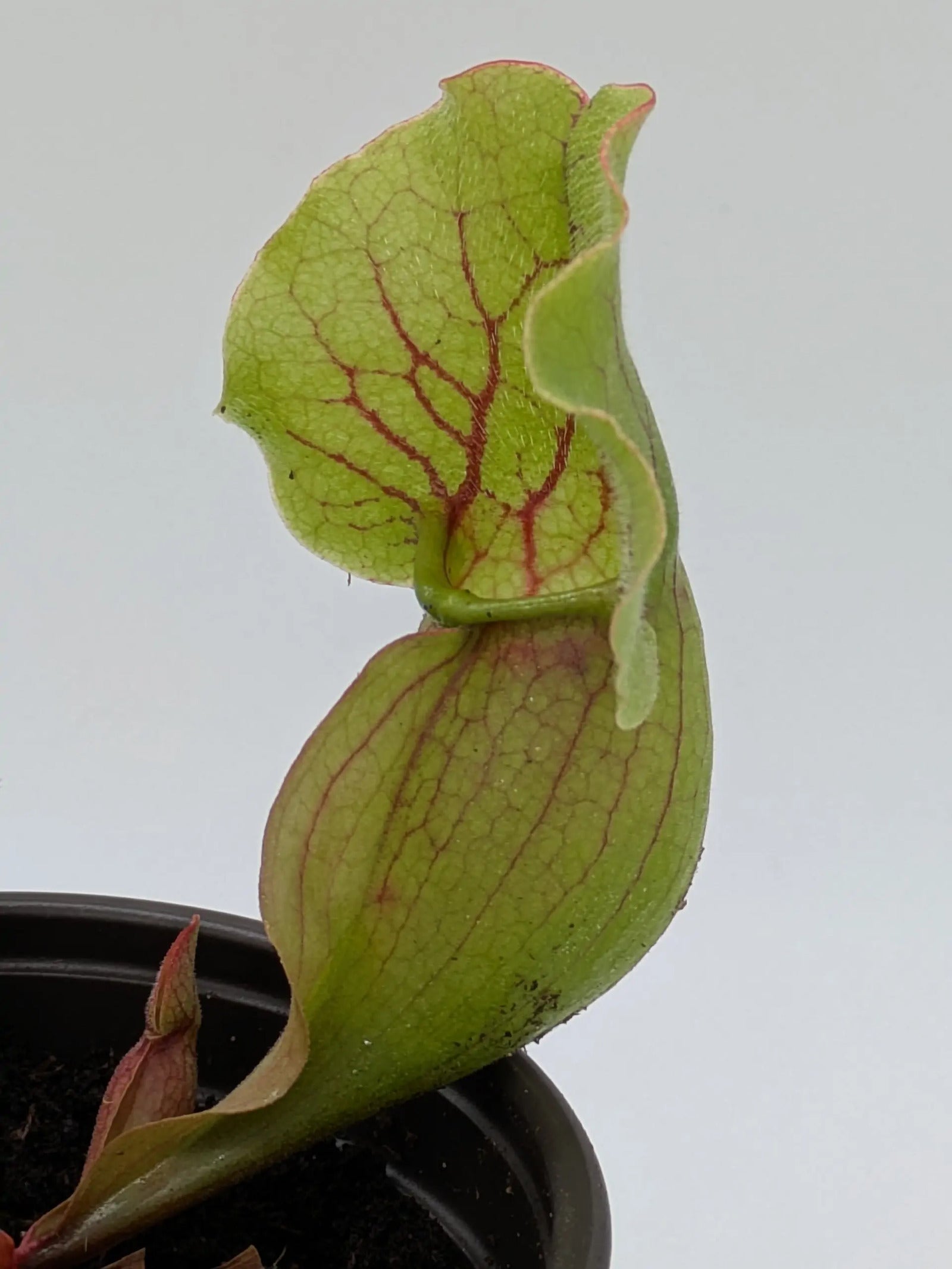 PXL_20250412_203243299