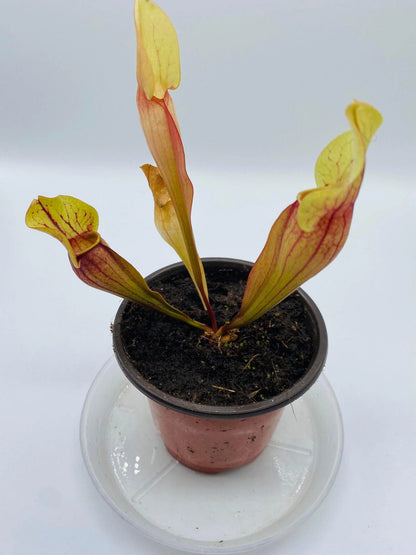 Sarracenia Purp Hyb II_1
