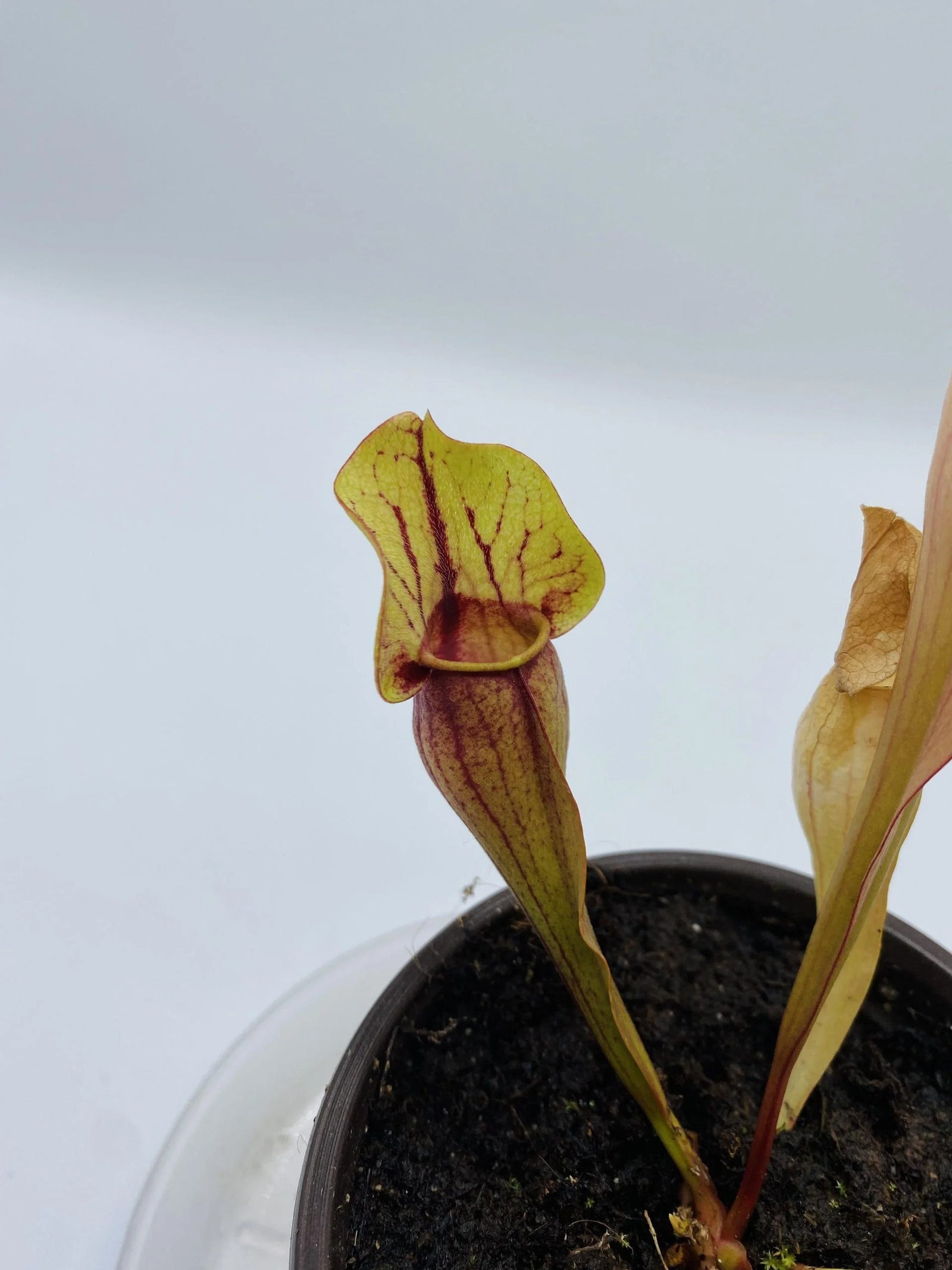 Sarracenia Purp Hyb II_2