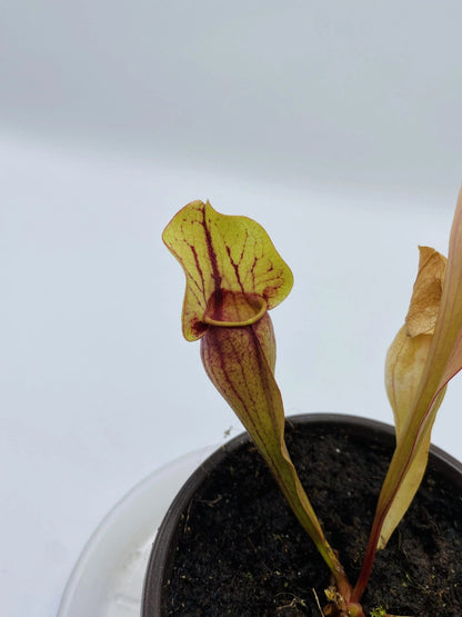 Sarracenia Purp Hyb II_2
