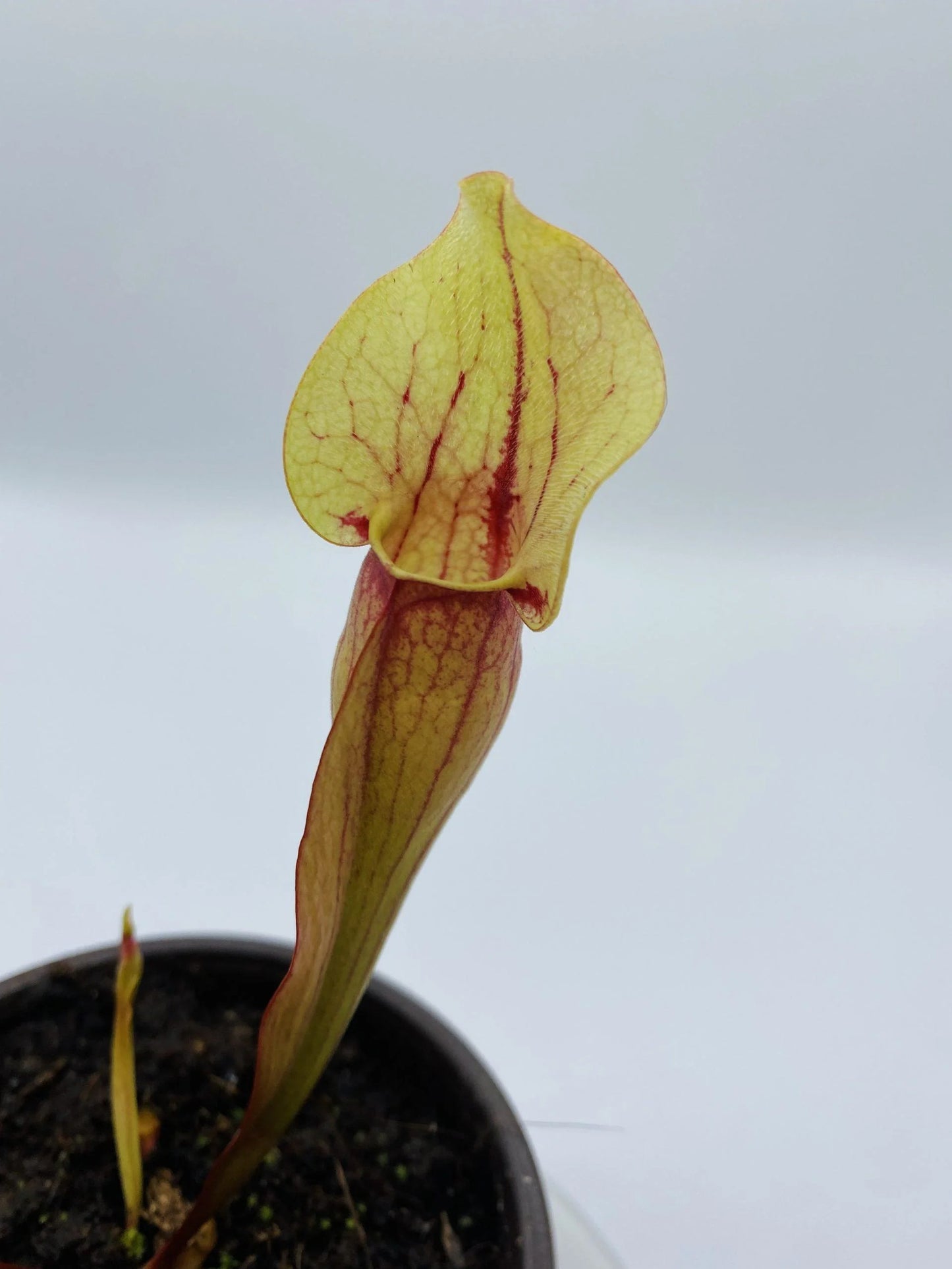 Sarracenia Purp Hyb II_3
