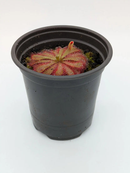 PXL_20250412_202247684