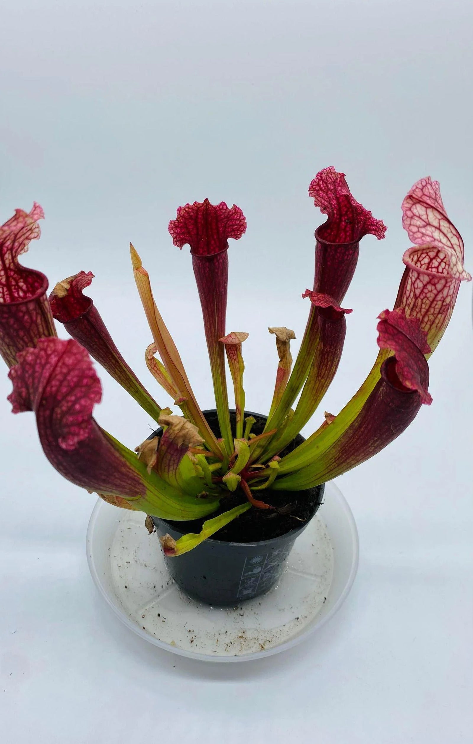 sarracenia leucophylla II