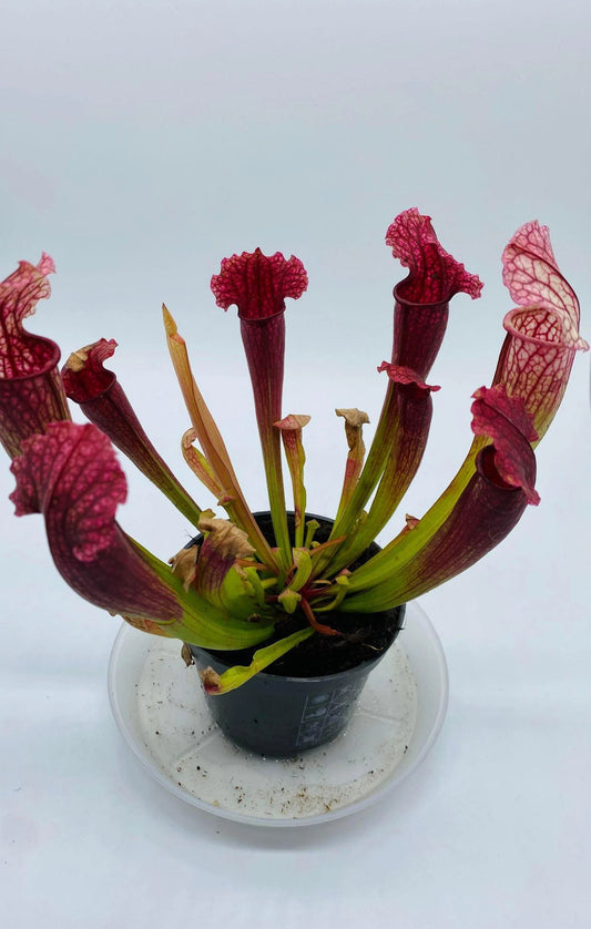 sarracenia leucophylla II