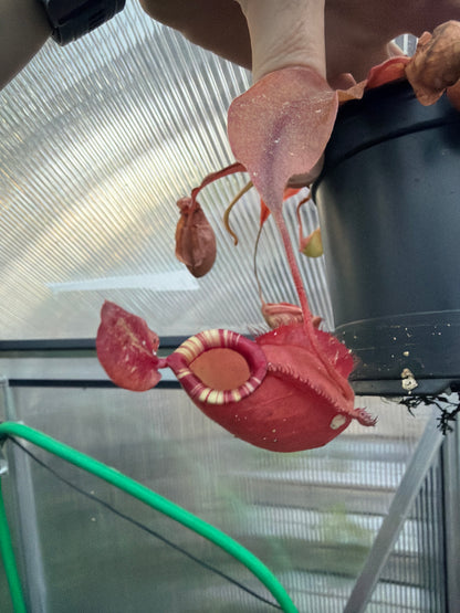 Nepenthes (Mirabilis Winged Tendril X Mirabilis Viking) X Ampullaria