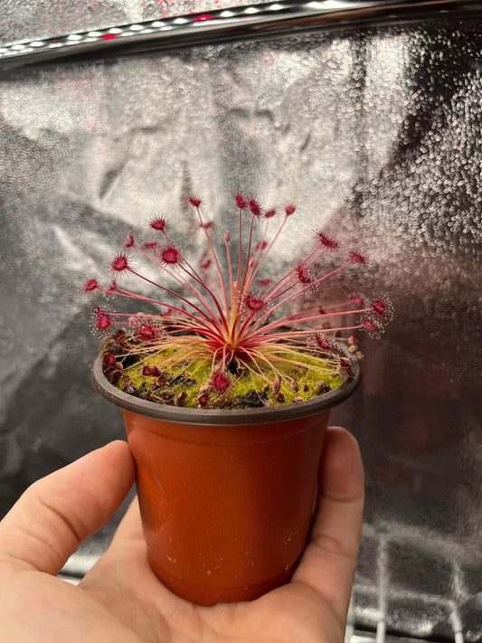 3C379356-B4AD-4662-844D-3B1CF6FA2F5A