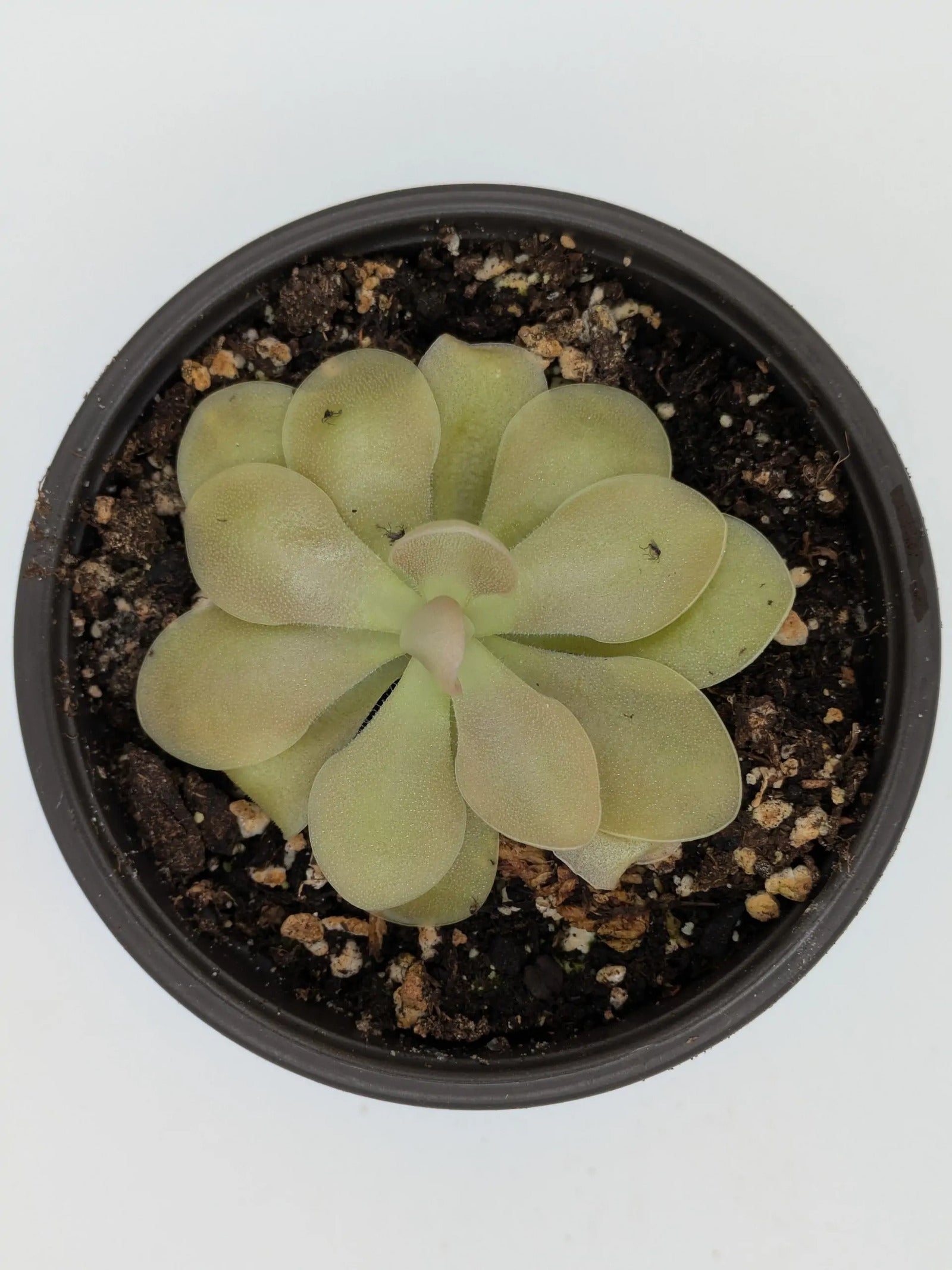 PXL_20250412_201639545