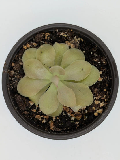 PXL_20250412_201639545