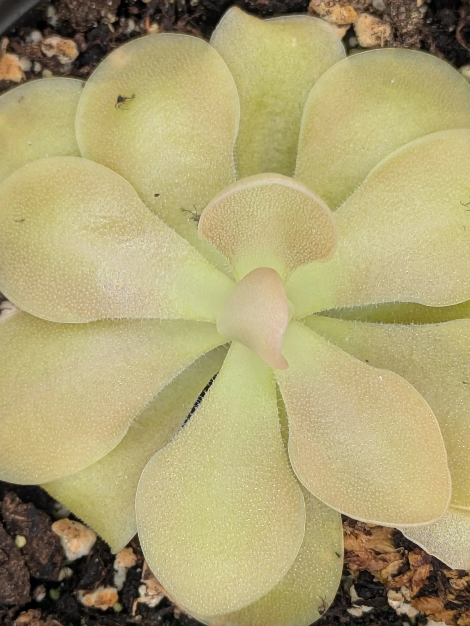 PXL_20250412_201711833