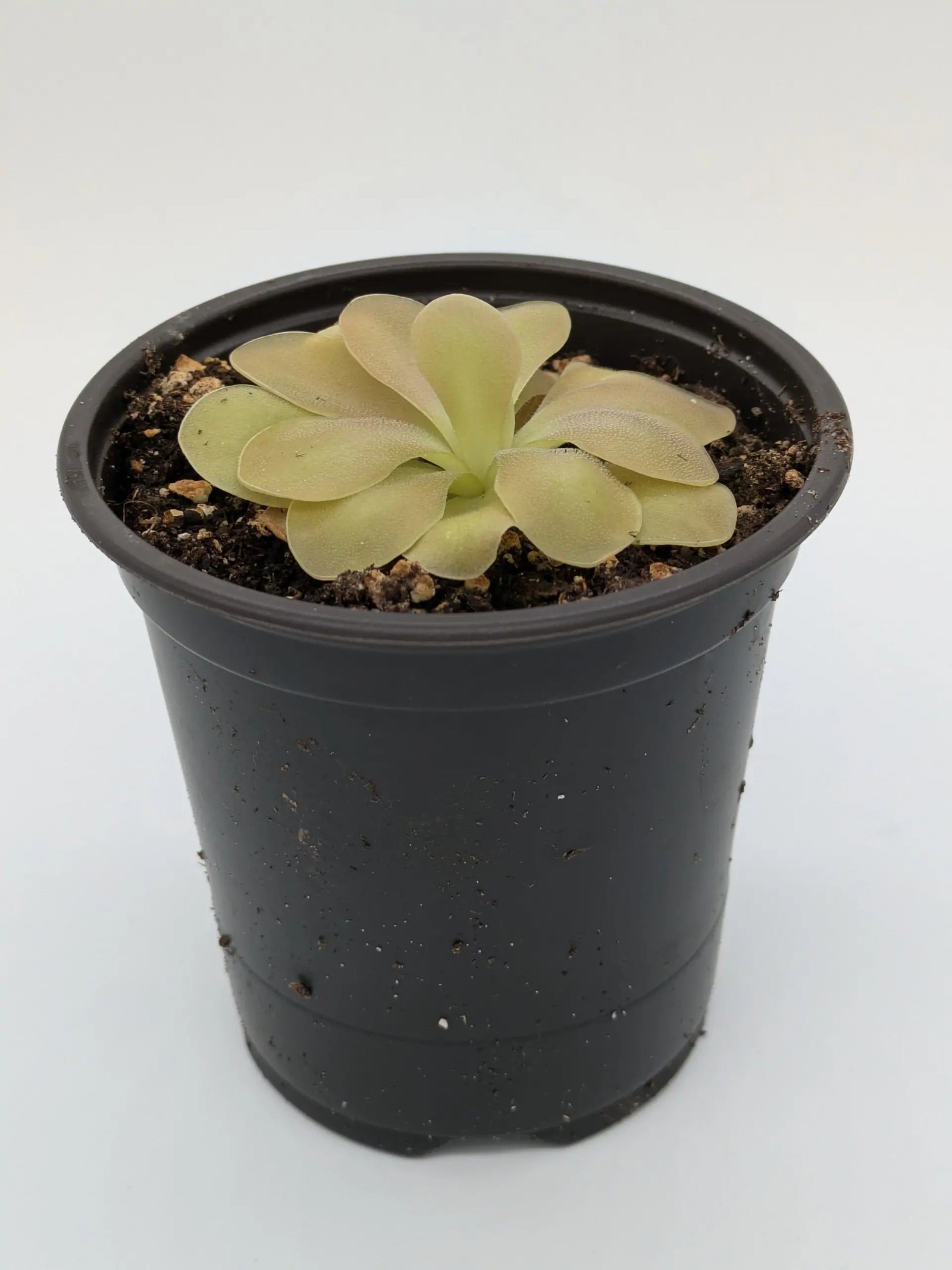 PXL_20250412_201958069