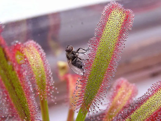 Drosera Capensis med flue