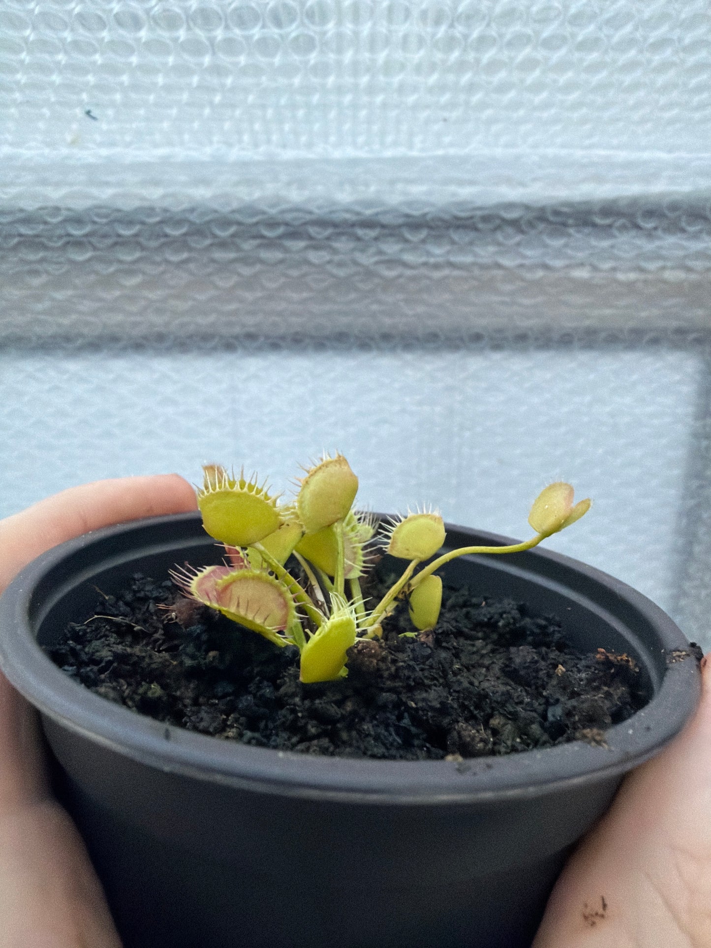 Dionaea Muscipula ‘Cross Teeth’