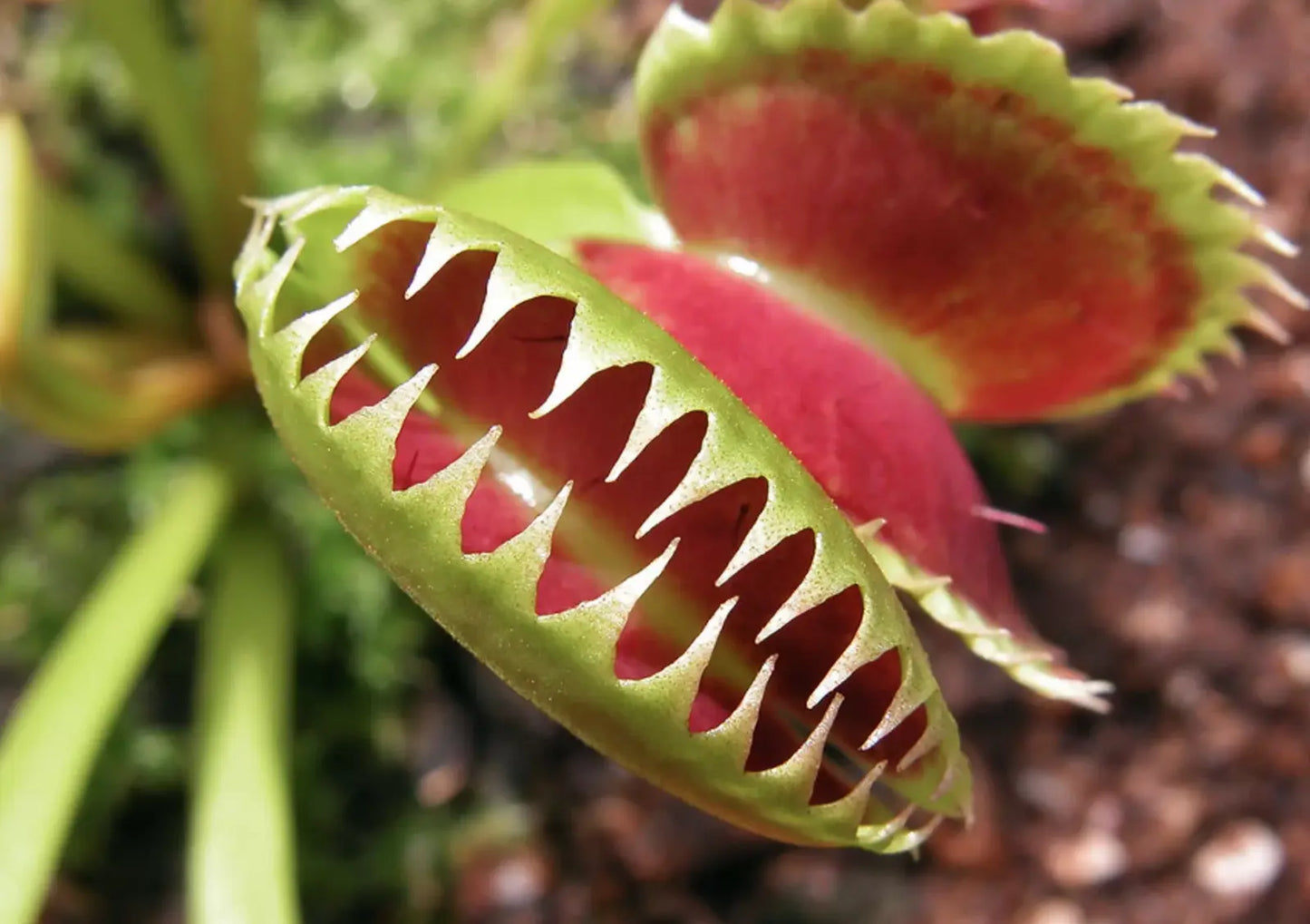 venusflytrapShark