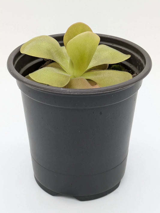 PXL_20250412_201309659