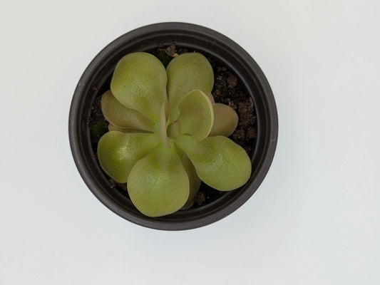 PXL_20250412_201405799