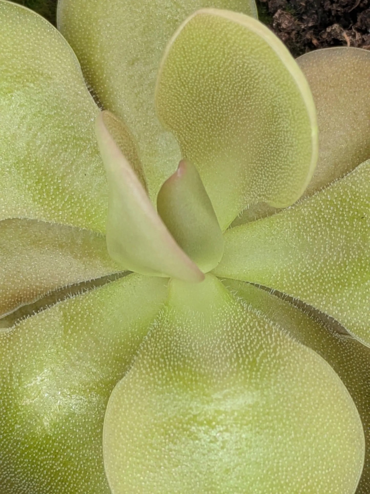 PXL_20250412_201529678