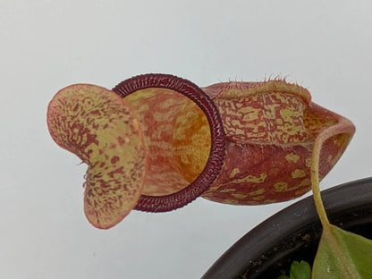 PXL_20250412_202554997