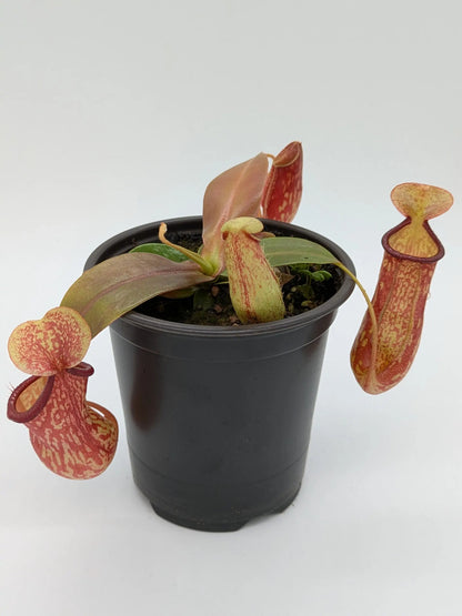 PXL_20250412_202709695