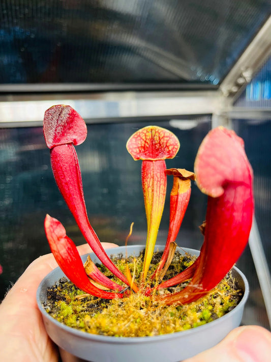 436610006_355179634247618_1901821658266186452_n