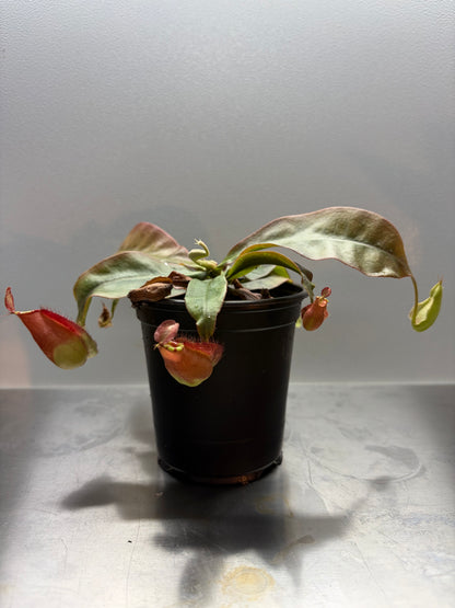 Nepenthes (Mirabilis Winged Tendril X Mirabilis Viking) X Ampullaria